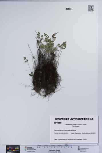 Cheilanthes mollis [Espécimen: UCH:EIF:0019231]