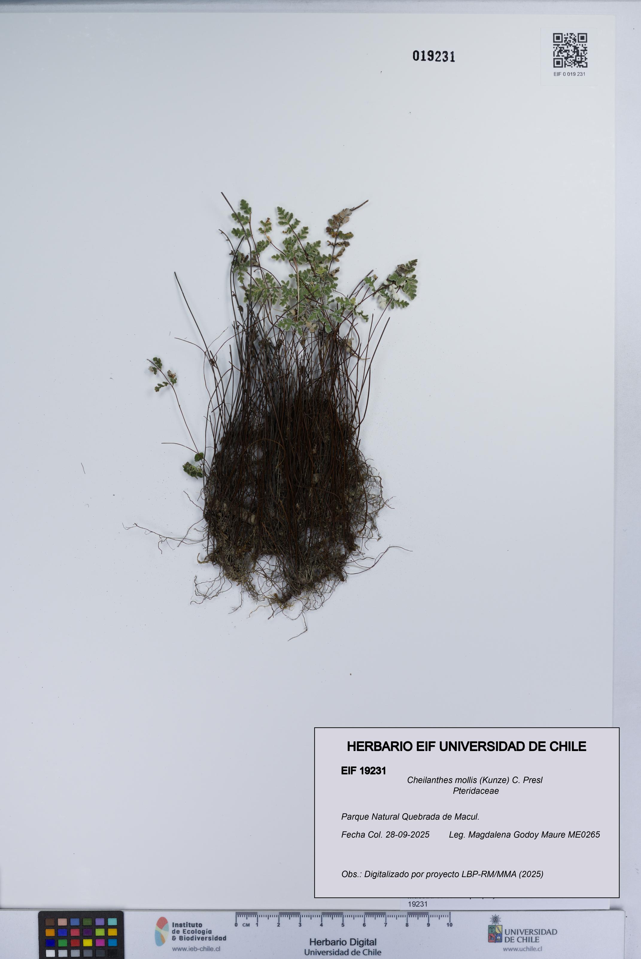 Cheilanthes mollis [Espécimen: UCH:EIF:0019231]