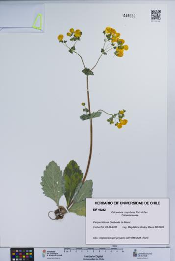 Calceolaria corymbosa [Espécimen: UCH:EIF:0019232]
