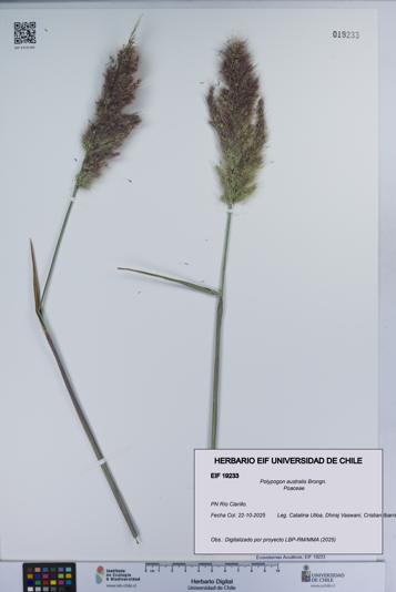 Polypogon australis [Espécimen: UCH:EIF:0019233]