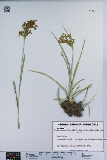Rhodoscirpus asper [Espécimen: ]