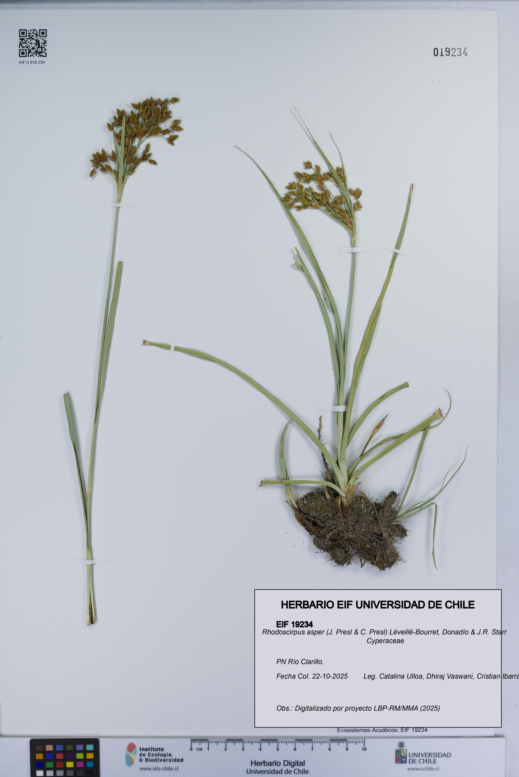 Rhodoscirpus asper [Espécimen: ]