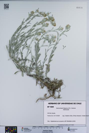 Gamochaeta filaginea [Espécimen: UCH:EIF:0019235]