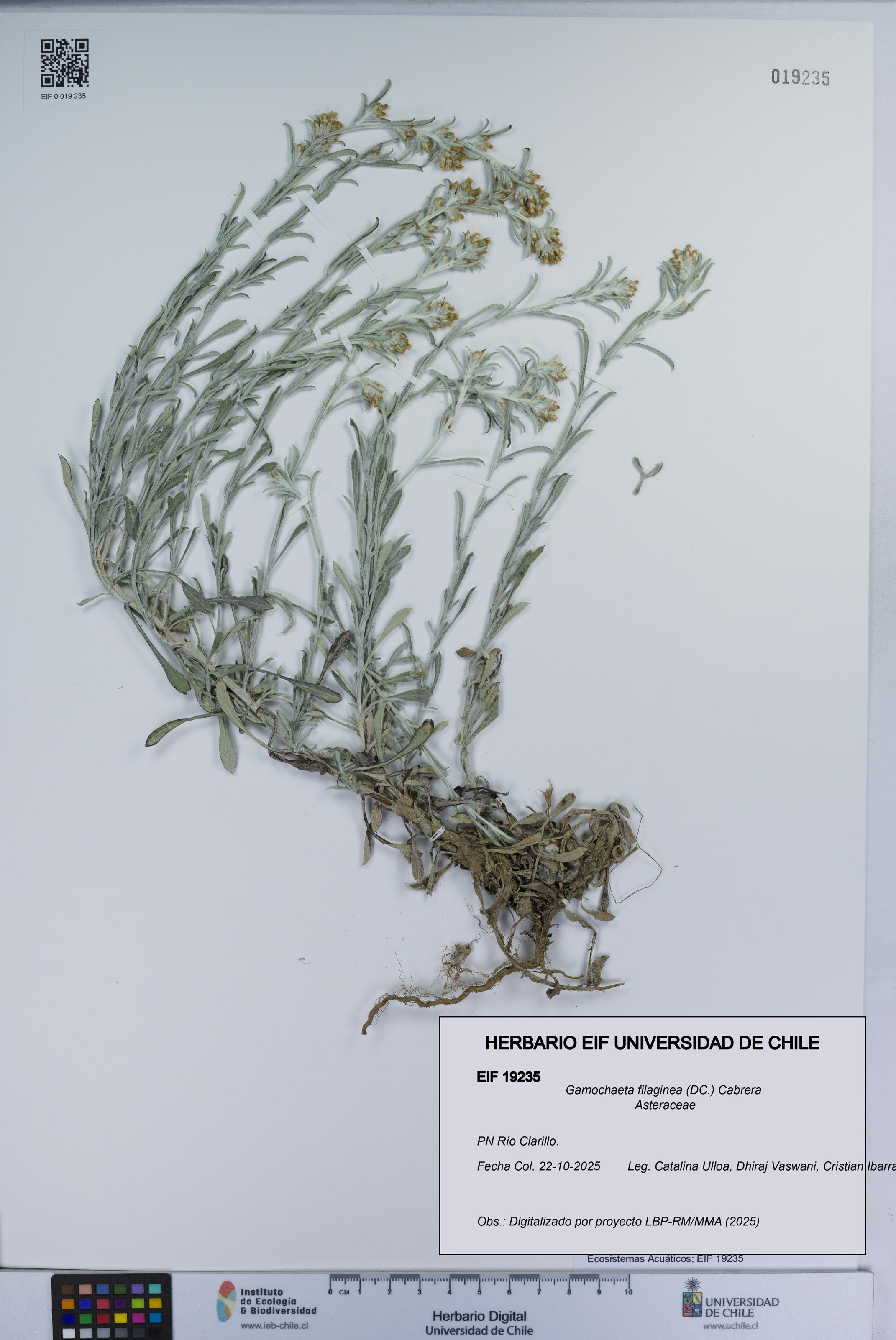 Gamochaeta filaginea [Espécimen: UCH:EIF:0019235]