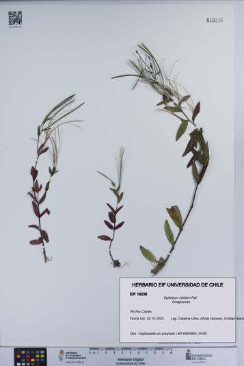 Epilobium ciliatum [Espécimen: UCH:EIF:0019236]
