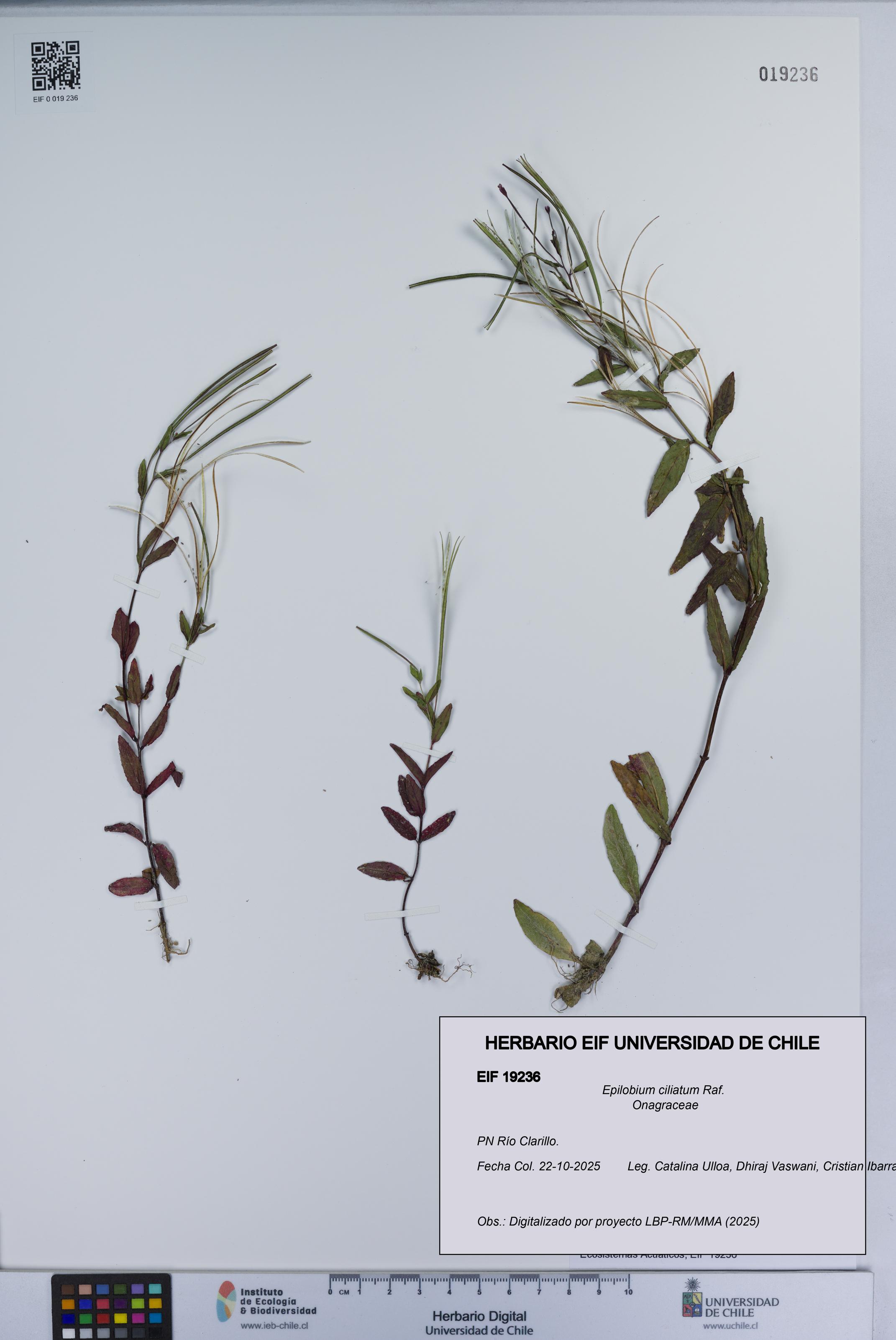 Epilobium ciliatum [Espécimen: UCH:EIF:0019236]
