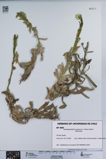 Pseudognaphalium gayanum [Espécimen: UCH:EIF:0019237]