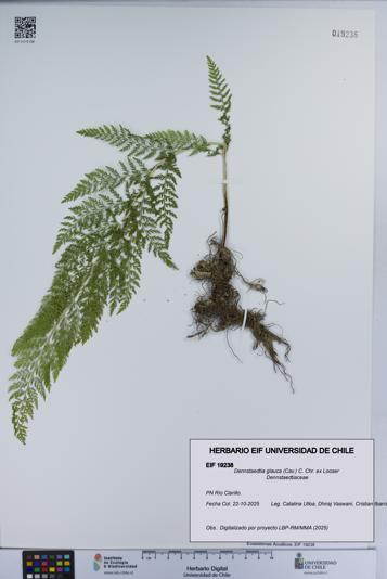 Dennstaedtia glauca [Espécimen: UCH:EIF:0019238]