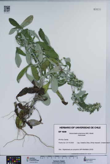 Gamochaeta americana [Espécimen: UCH:EIF:0019239]