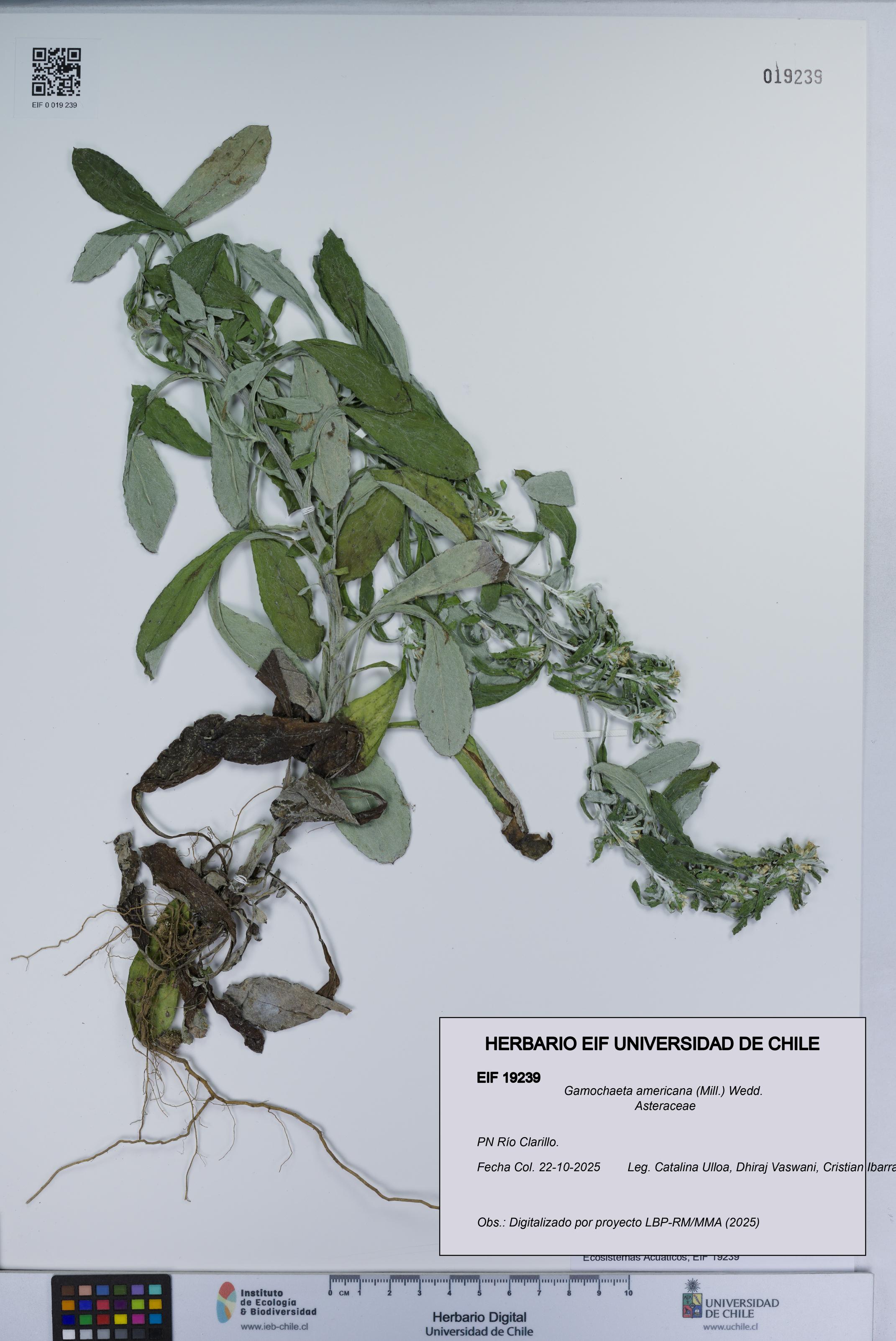 Gamochaeta americana [Espécimen: UCH:EIF:0019239]