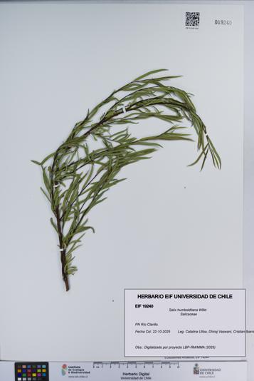 Salix humboldtiana [Espécimen: ]
