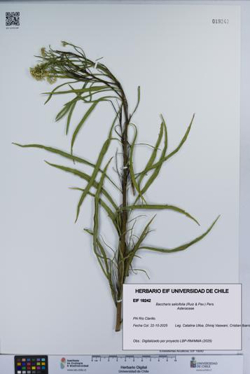 Baccharis salicifolia [Espécimen: UCH:EIF:0019242]