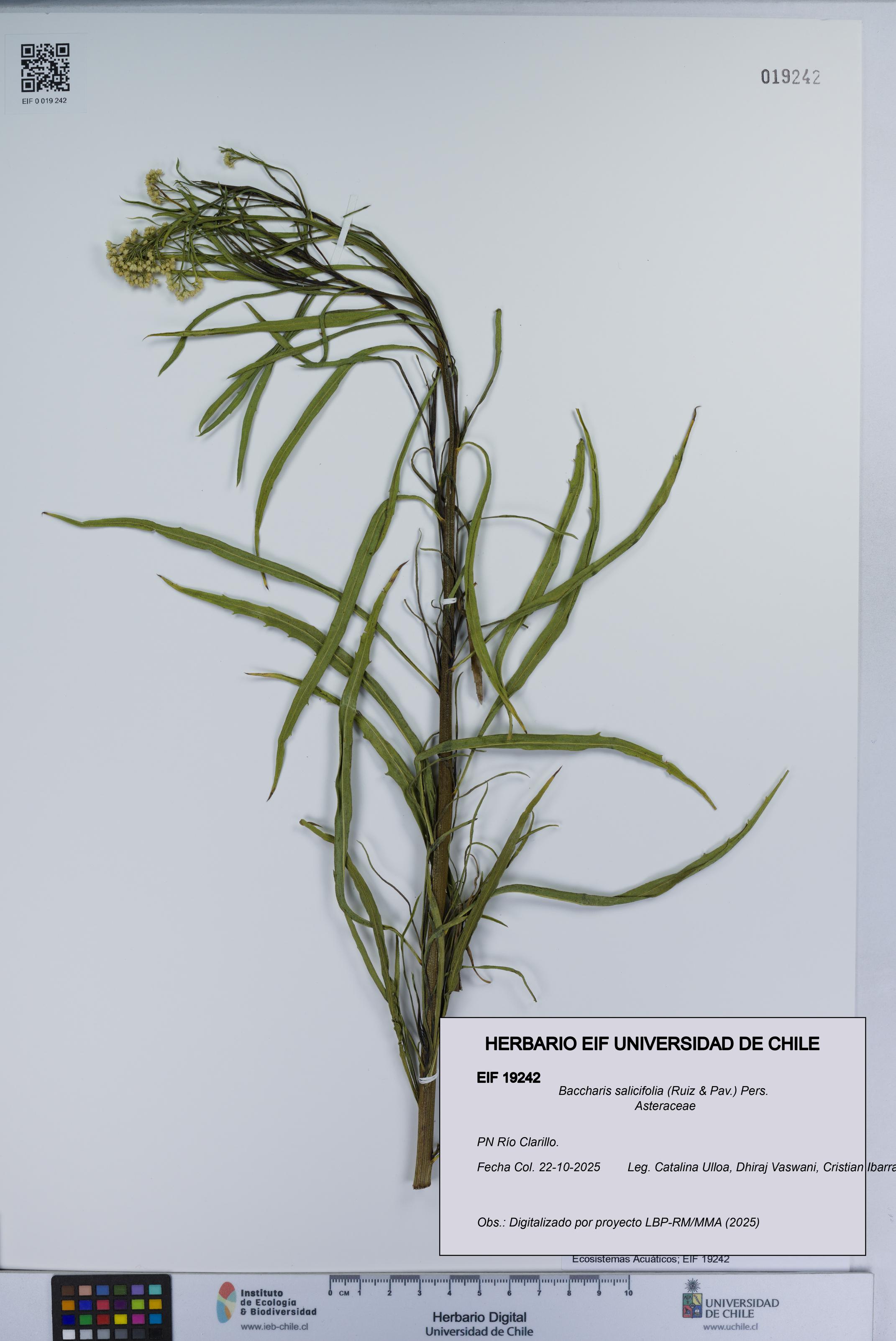 Baccharis salicifolia [Espécimen: UCH:EIF:0019242]