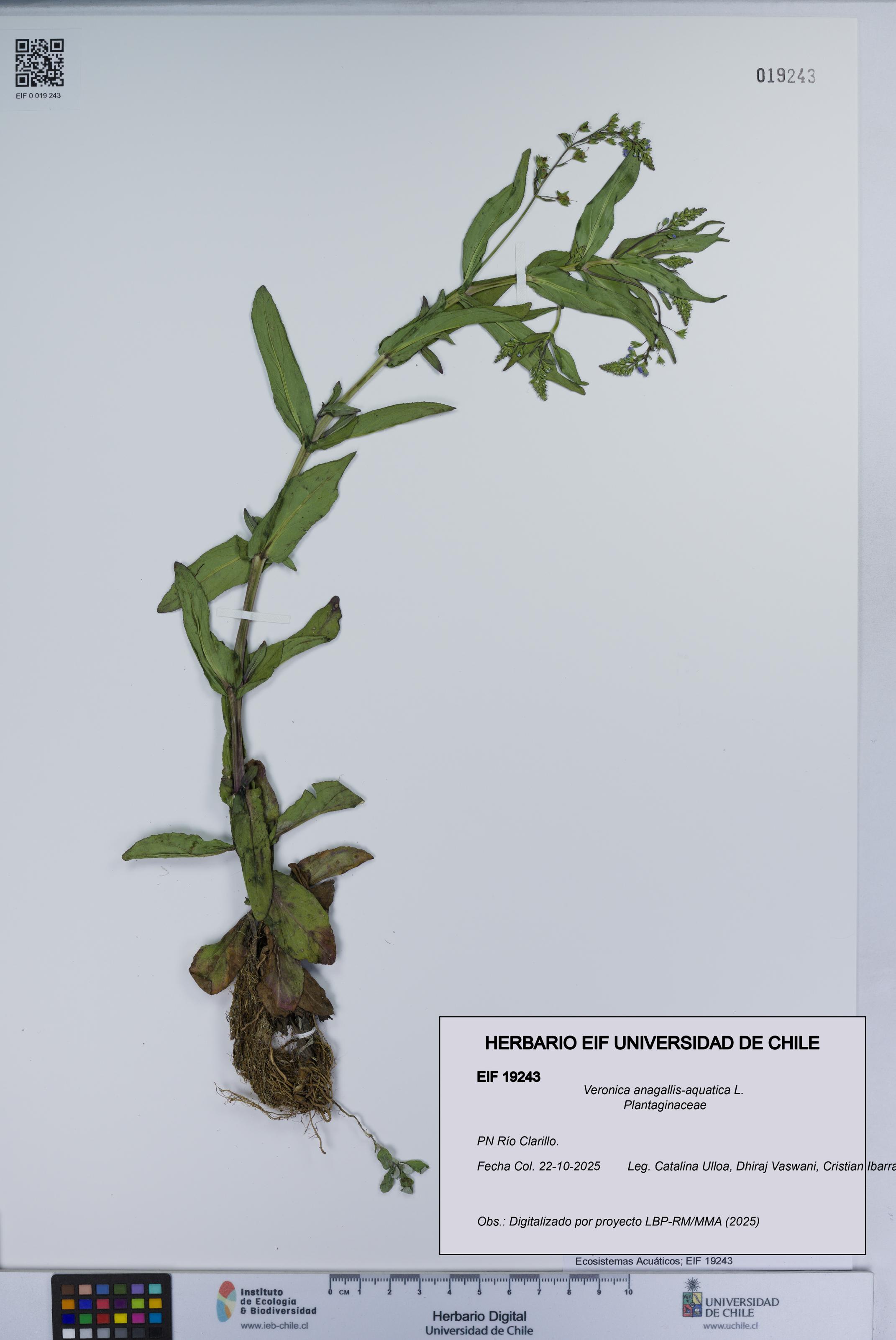 Veronica anagallis-aquatica [Espécimen: UCH:EIF:0019243]