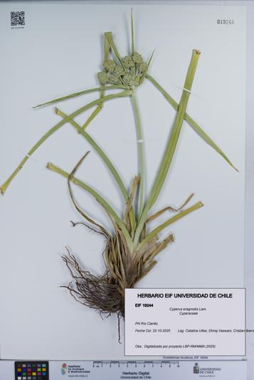 Cyperus eragrostis [Espécimen: UCH:EIF:0019244]