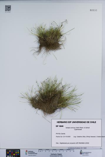 Isolepis cernua [Espécimen: ]