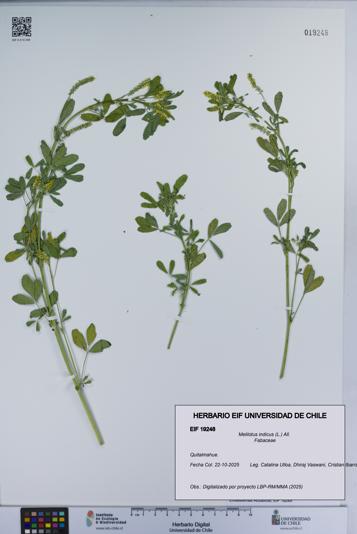 Melilotus indicus [Espécimen: UCH:EIF:0019248]