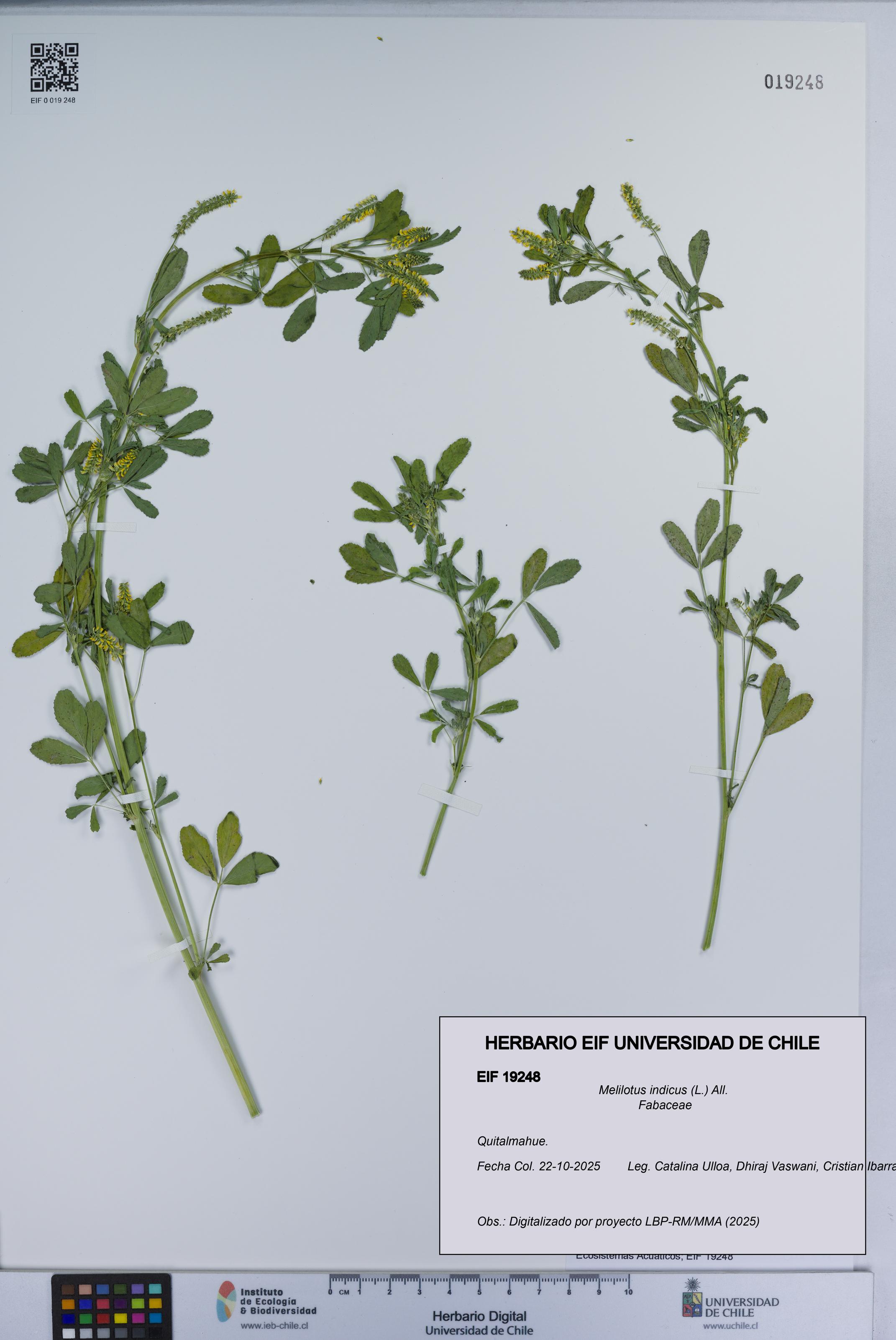 Melilotus indicus [Espécimen: UCH:EIF:0019248]