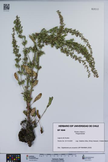 Rumex crispus [Espécimen: UCH:EIF:0019249]