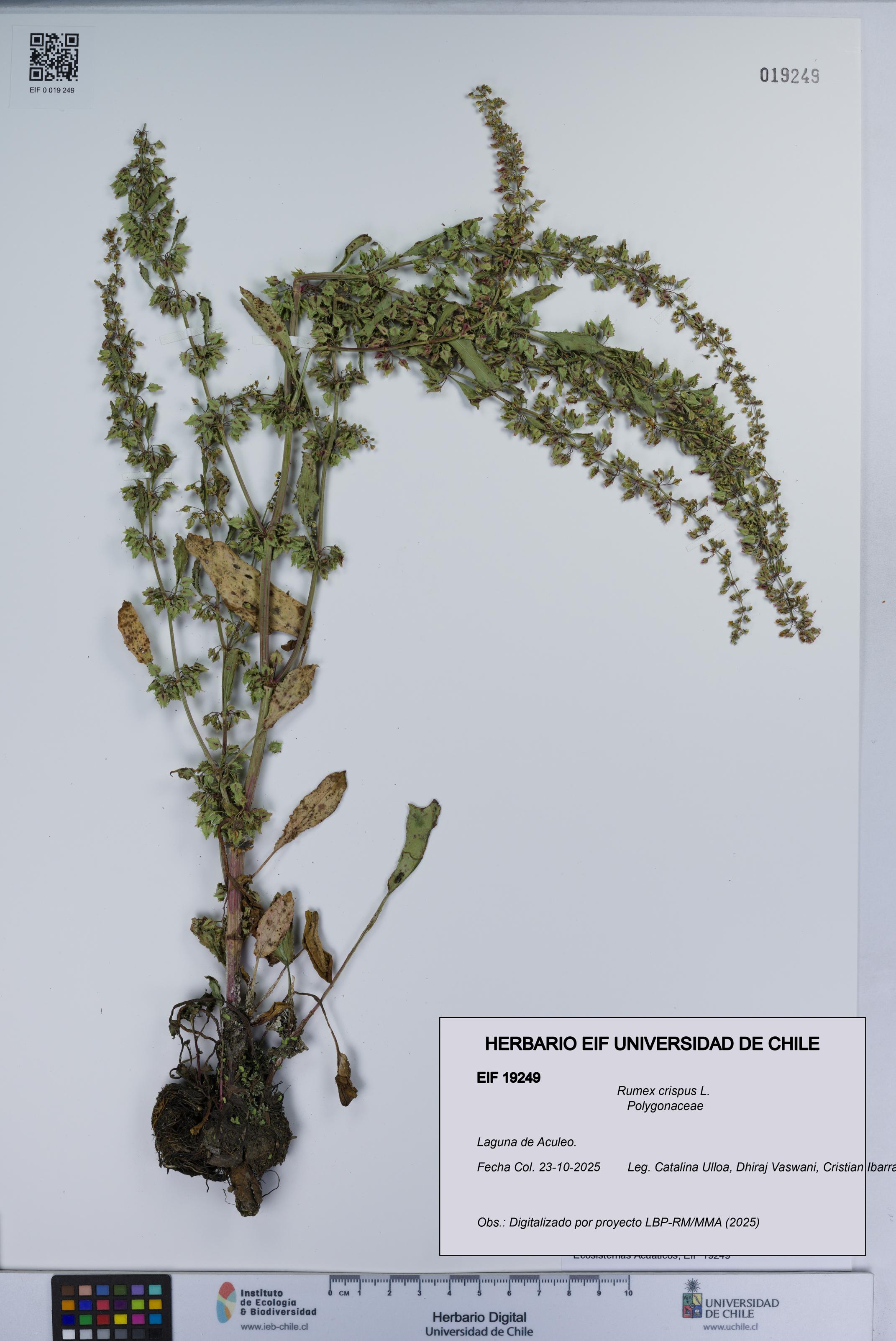 Rumex crispus [Espécimen: UCH:EIF:0019249]