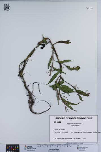 Polygonum lapathifolium [Espécimen: UCH:EIF:0019252]