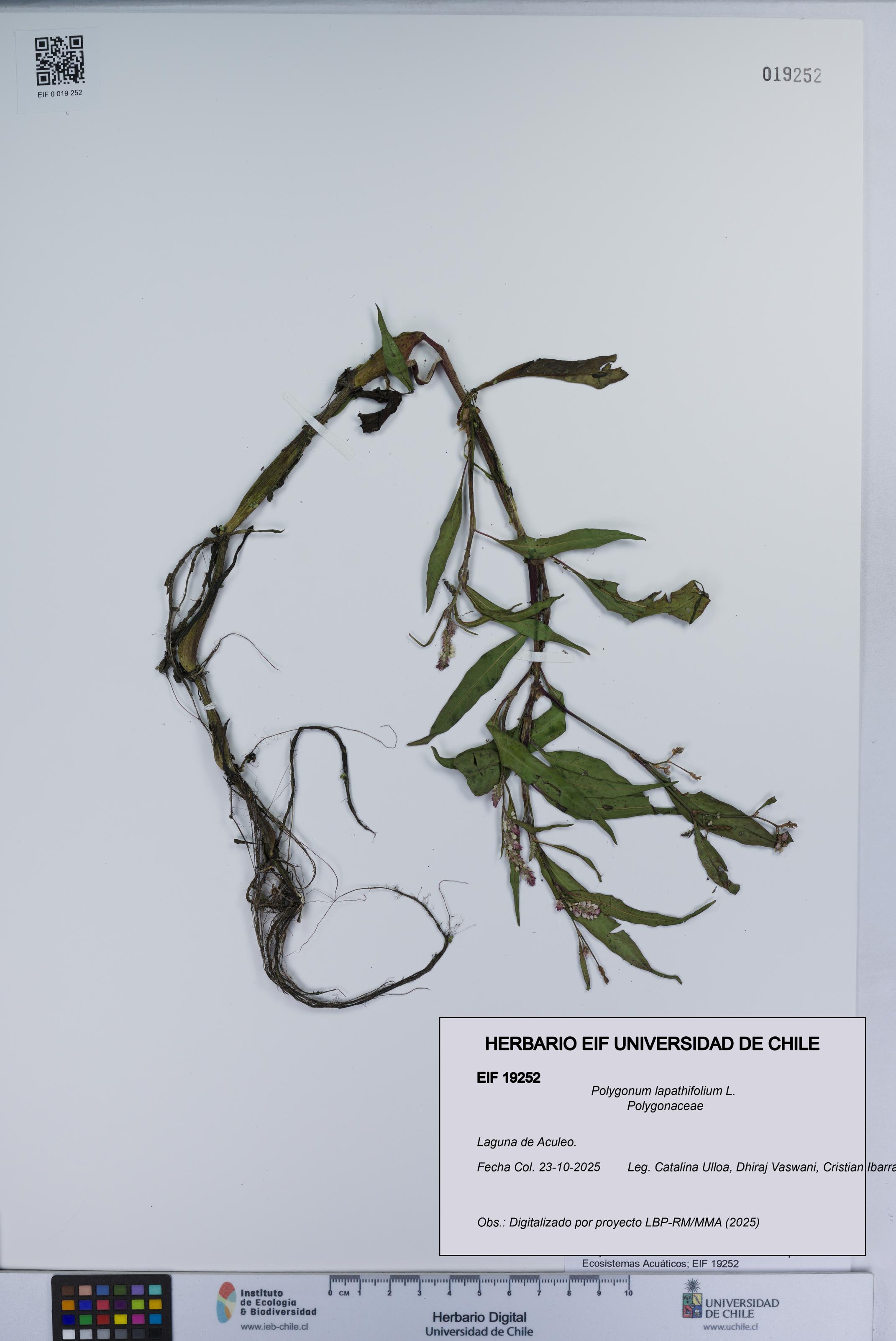 Polygonum lapathifolium [Espécimen: UCH:EIF:0019252]