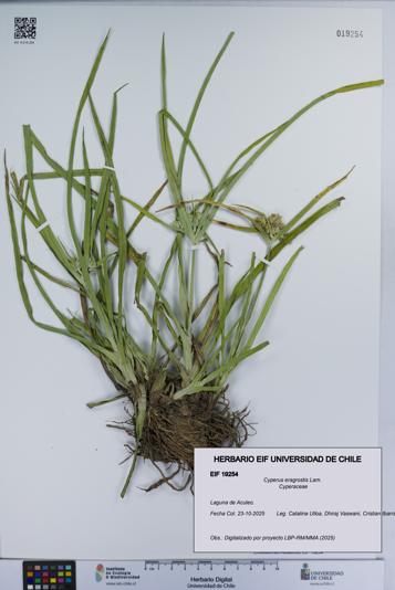 Cyperus eragrostis [Espécimen: UCH:EIF:0019254]