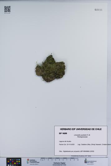 Limosella australis [Espécimen: UCH:EIF:0019255]