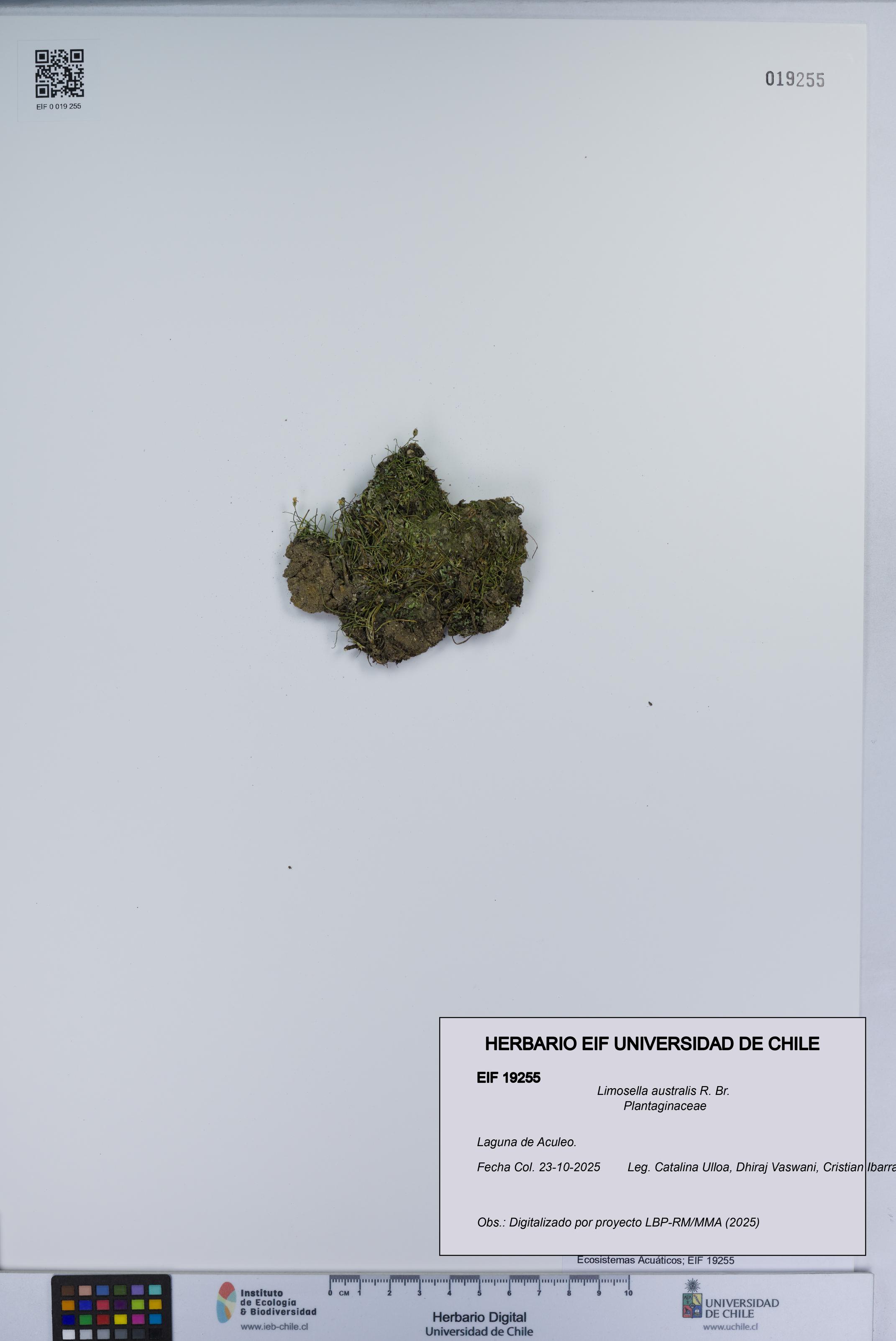 Limosella australis [Espécimen: UCH:EIF:0019255]