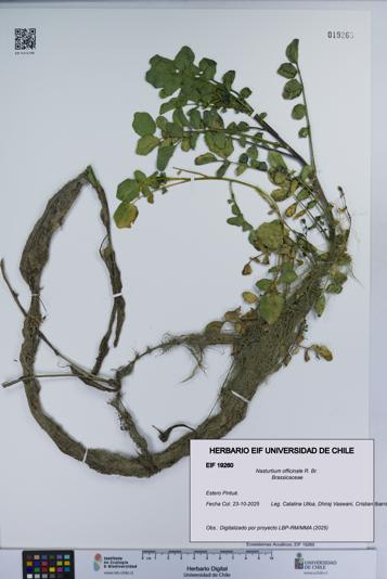 Nasturtium officinale [Espécimen: UCH:EIF:0019260]