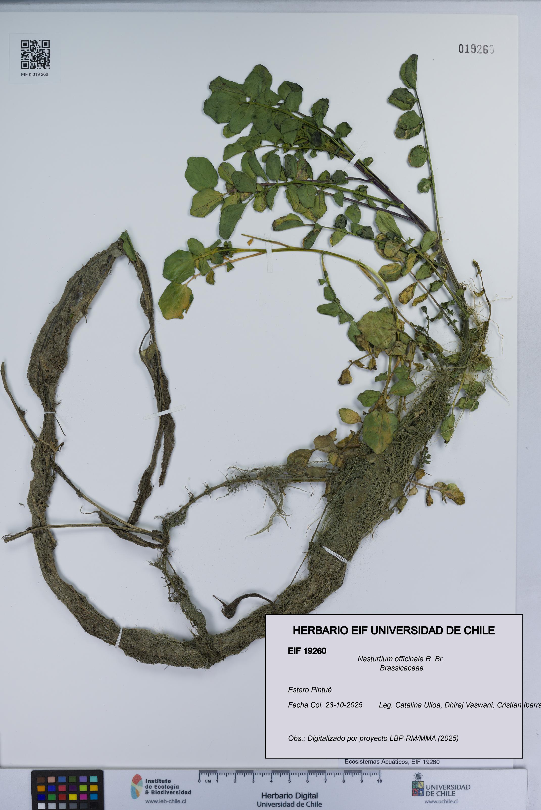 Nasturtium officinale [Espécimen: UCH:EIF:0019260]