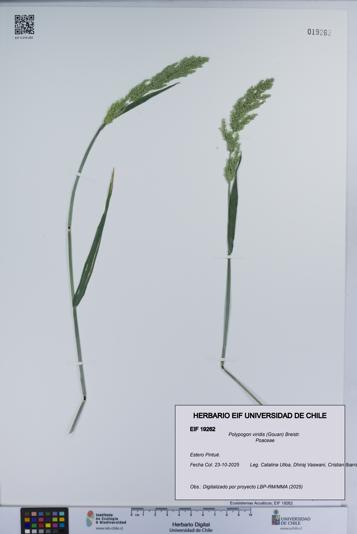 Polypogon viridis [Espécimen: UCH:EIF:0019262]