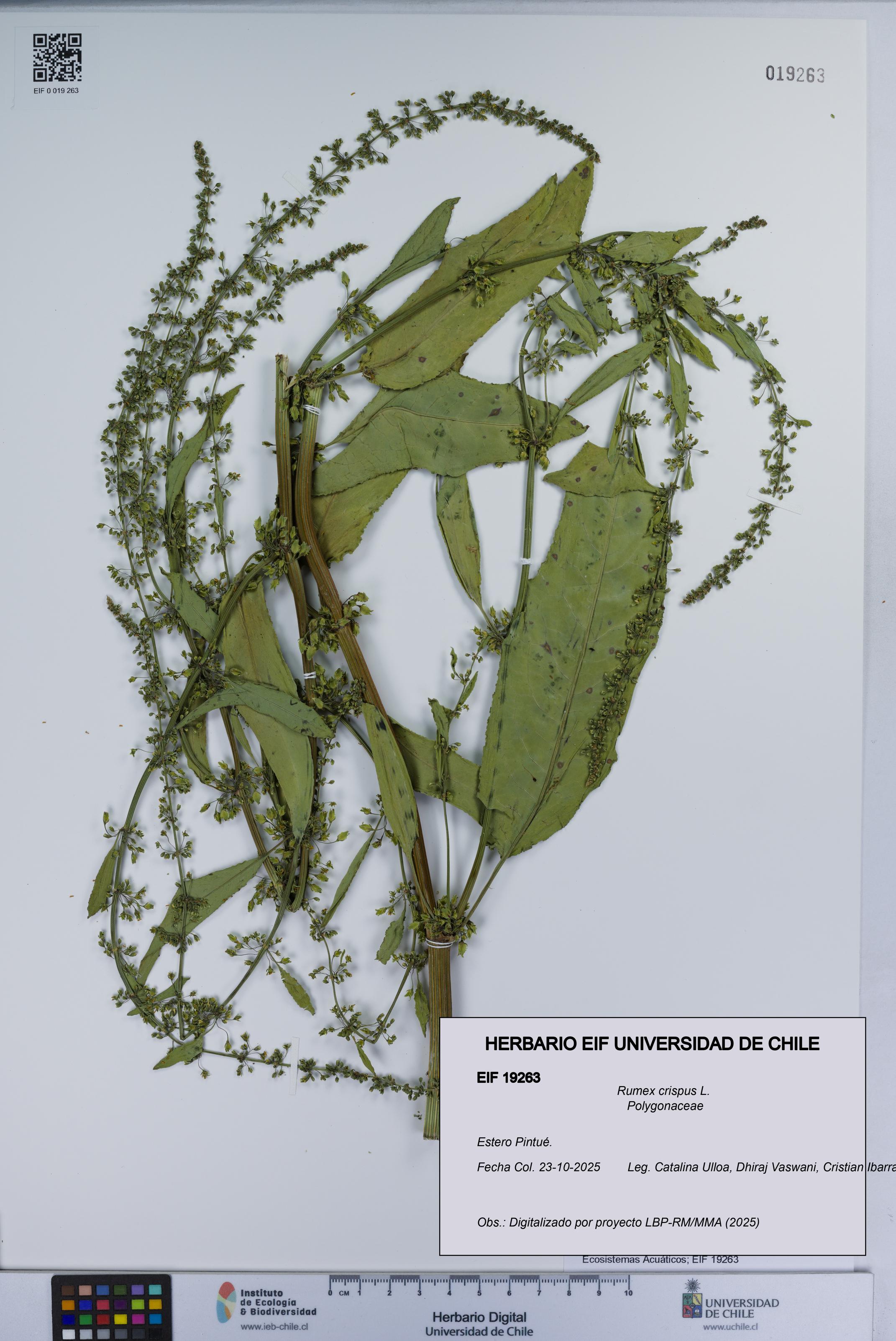Rumex crispus [Espécimen: UCH:EIF:0019263]