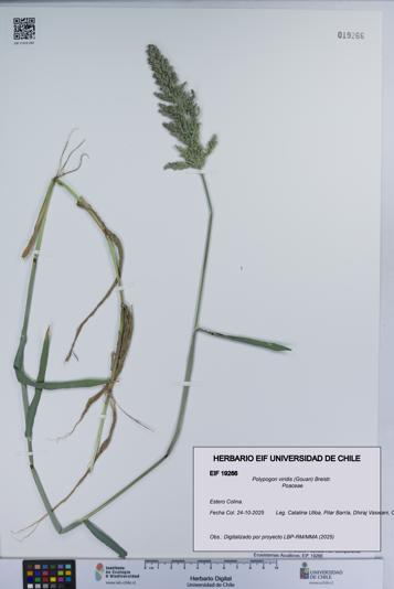 Polypogon viridis [Espécimen: UCH:EIF:0019266]