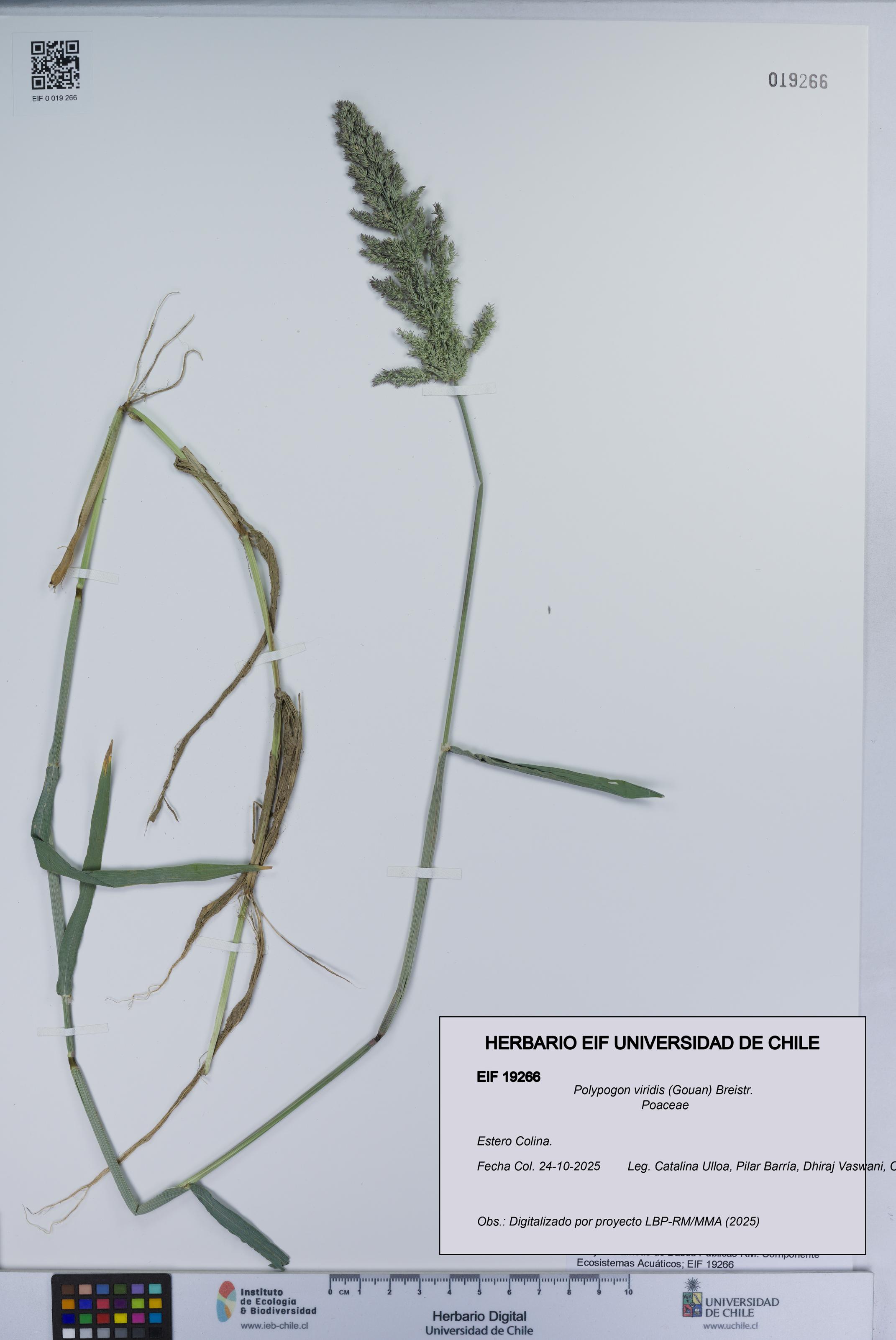 Polypogon viridis [Espécimen: UCH:EIF:0019266]