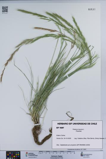 Festuca myuros [Espécimen: UCH:EIF:0019267]