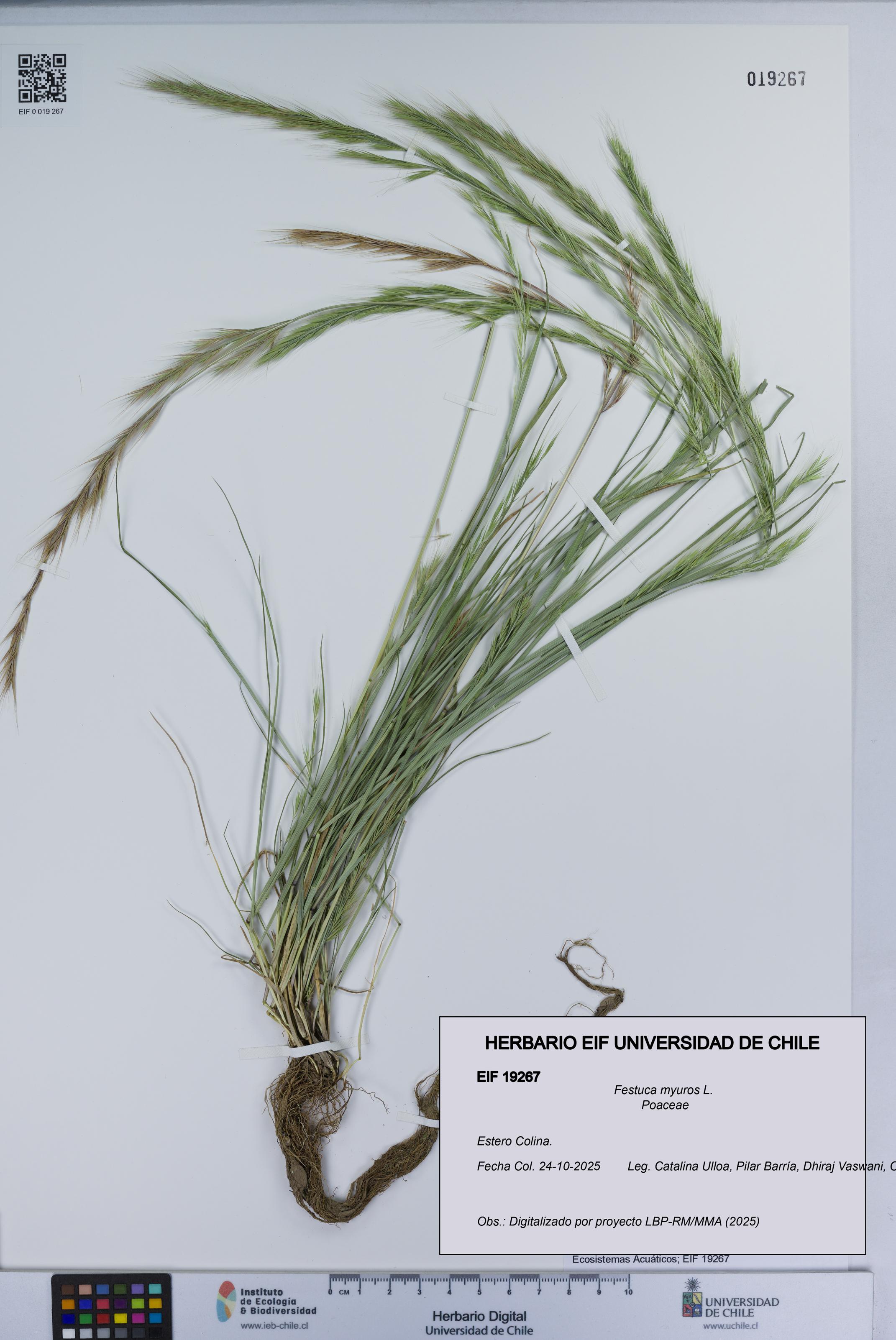 Festuca myuros [Espécimen: UCH:EIF:0019267]