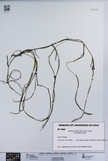 Stuckenia striata [Espécimen: UCH:EIF:0019268]