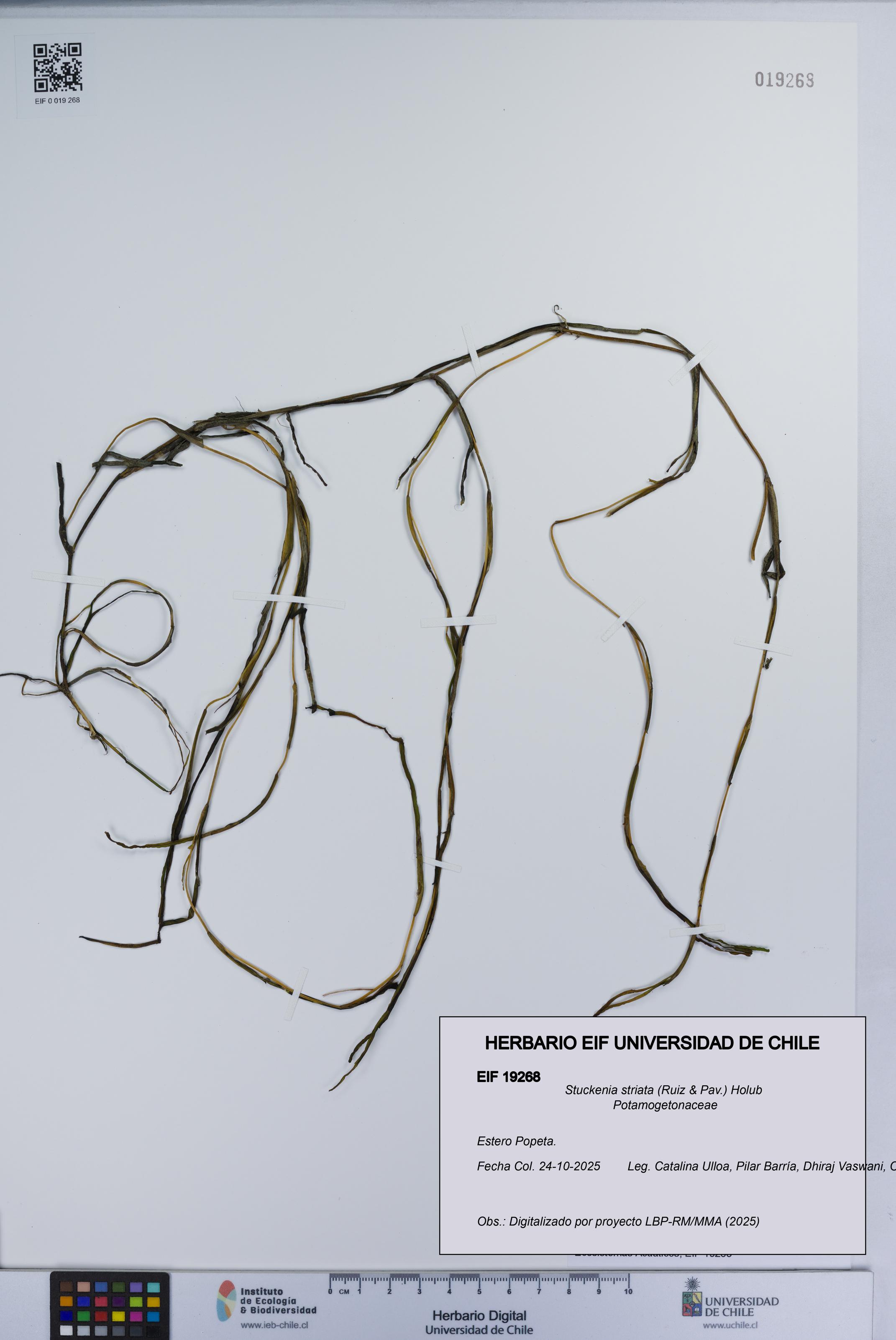 Stuckenia striata [Espécimen: UCH:EIF:0019268]