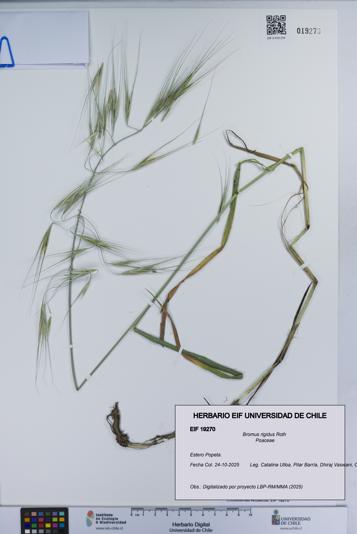 Bromus rigidus [Espécimen: UCH:EIF:0019270]