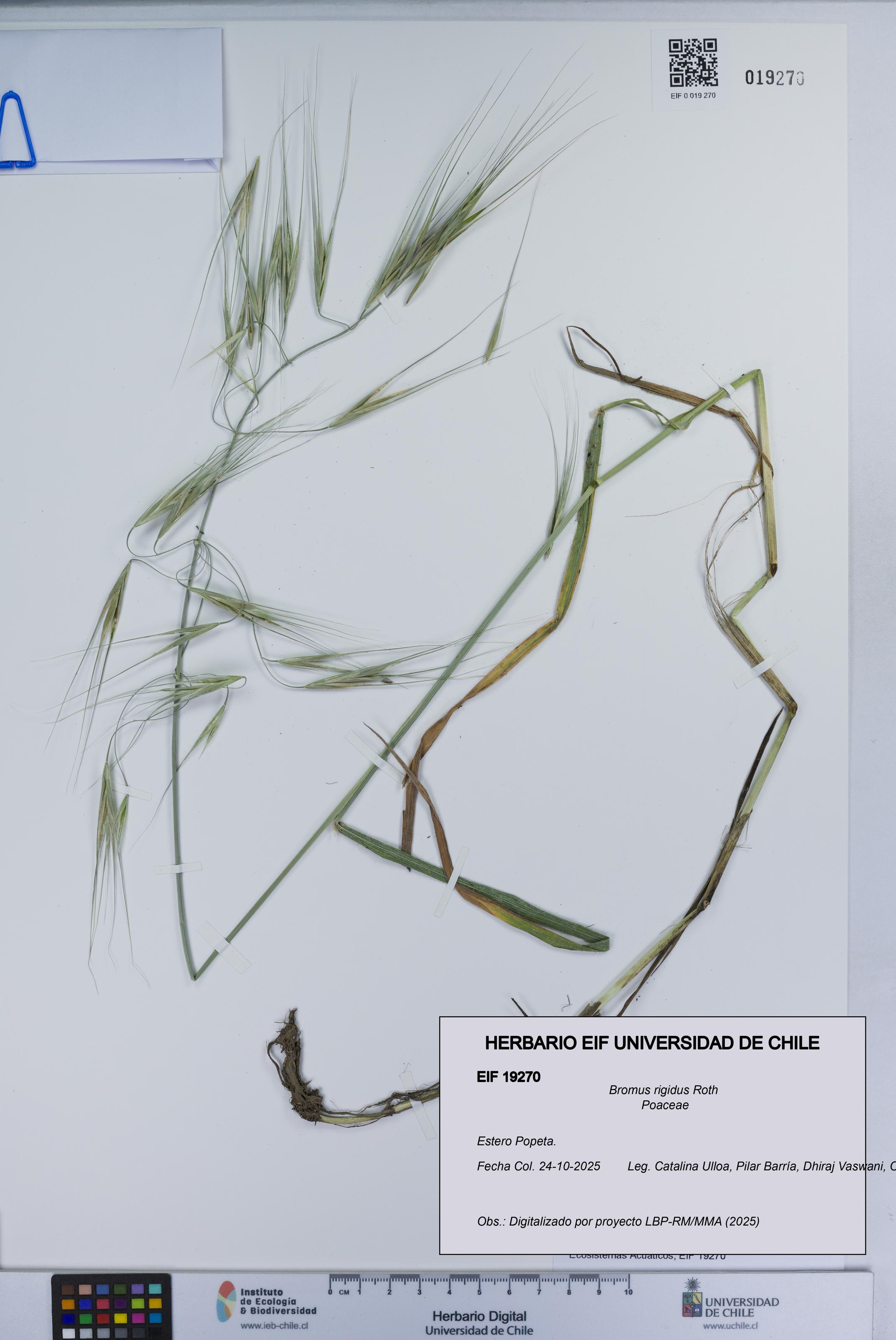 Bromus rigidus [Espécimen: UCH:EIF:0019270]