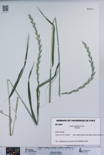 Lolium multiflorum [Espécimen: ]