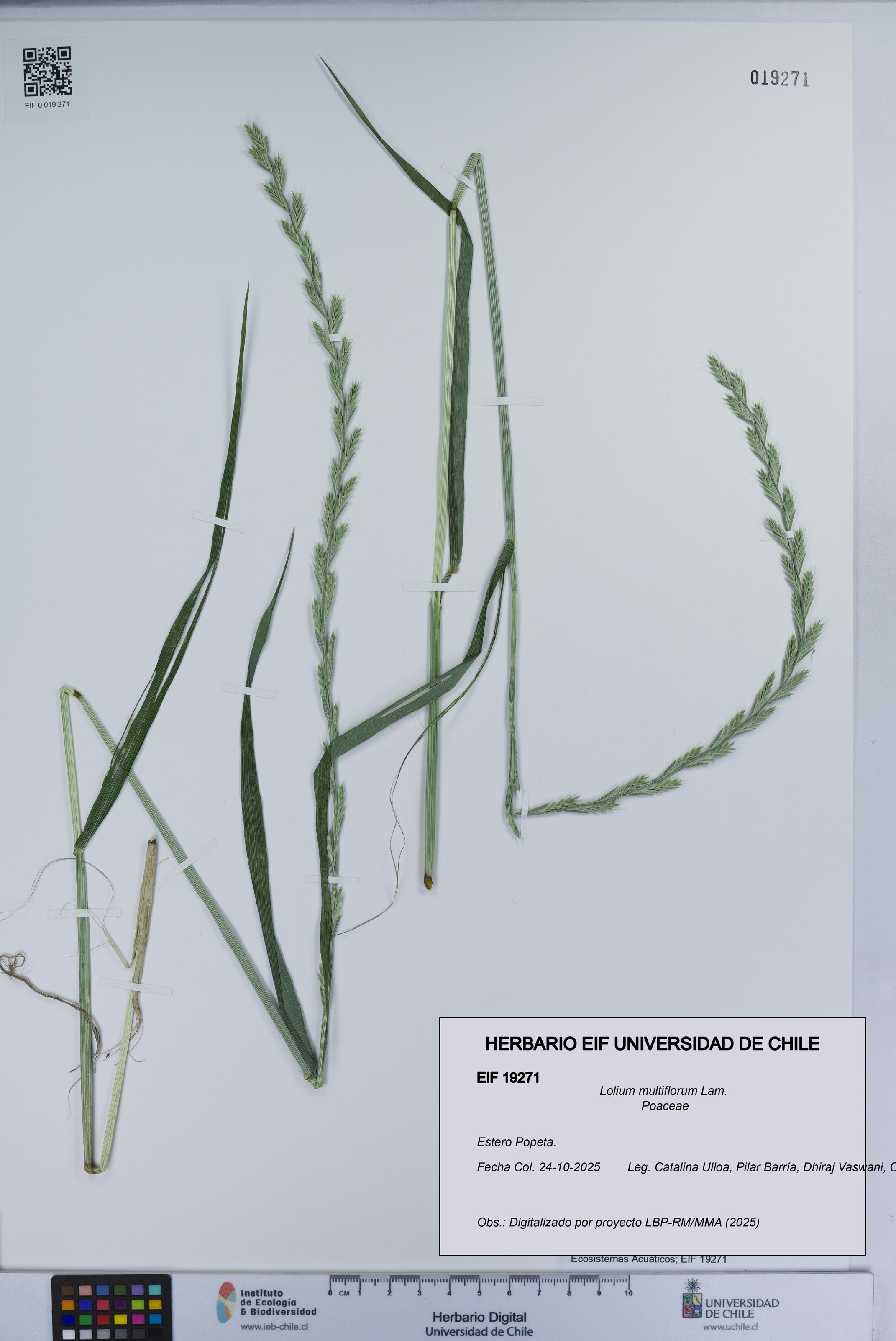 Lolium multiflorum [Espécimen: ]