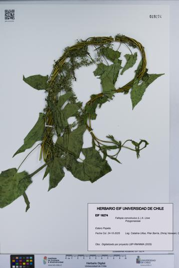 Fallopia convolvulus [Espécimen: UCH:EIF:0019274]