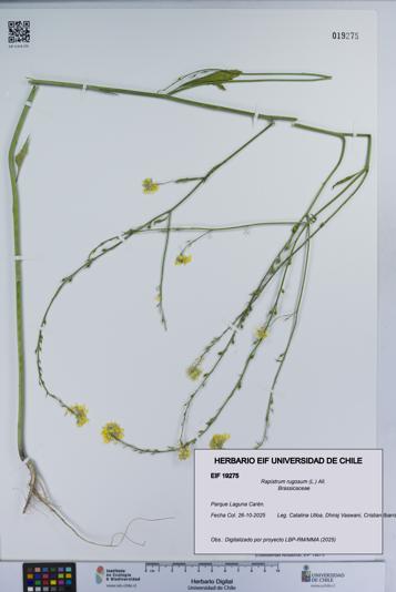 Rapistrum rugosum [Espécimen: UCH:EIF:0019275]