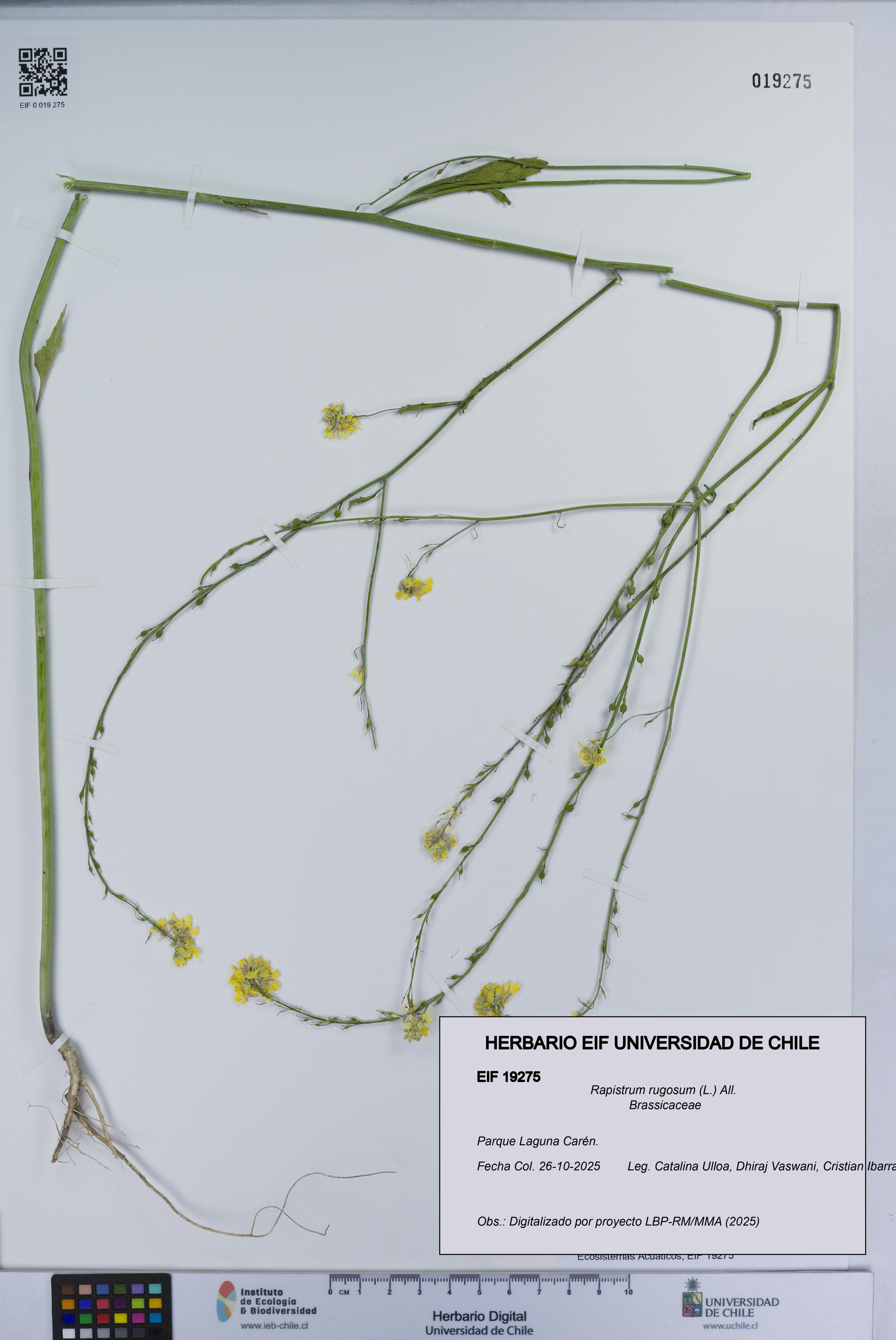 Rapistrum rugosum [Espécimen: UCH:EIF:0019275]