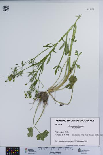 Ranunculus sceleratus [Espécimen: UCH:EIF:0019276]