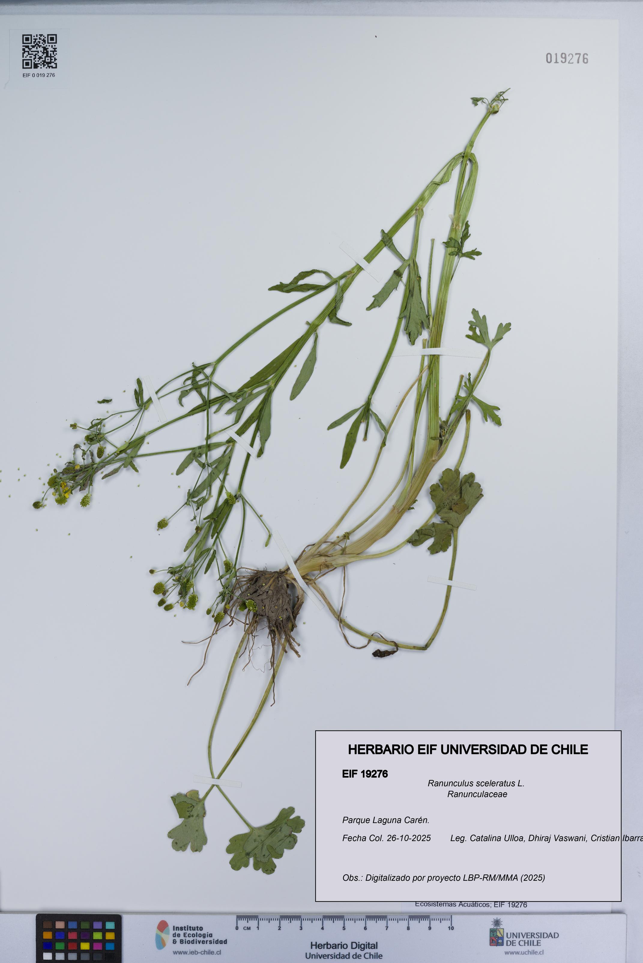 Ranunculus sceleratus [Espécimen: UCH:EIF:0019276]