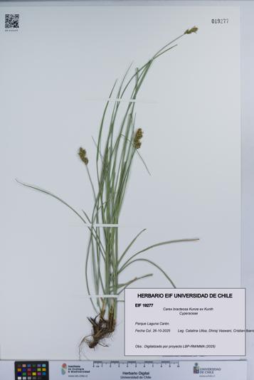 Carex bracteosa [Espécimen: UCH:EIF:0019277]