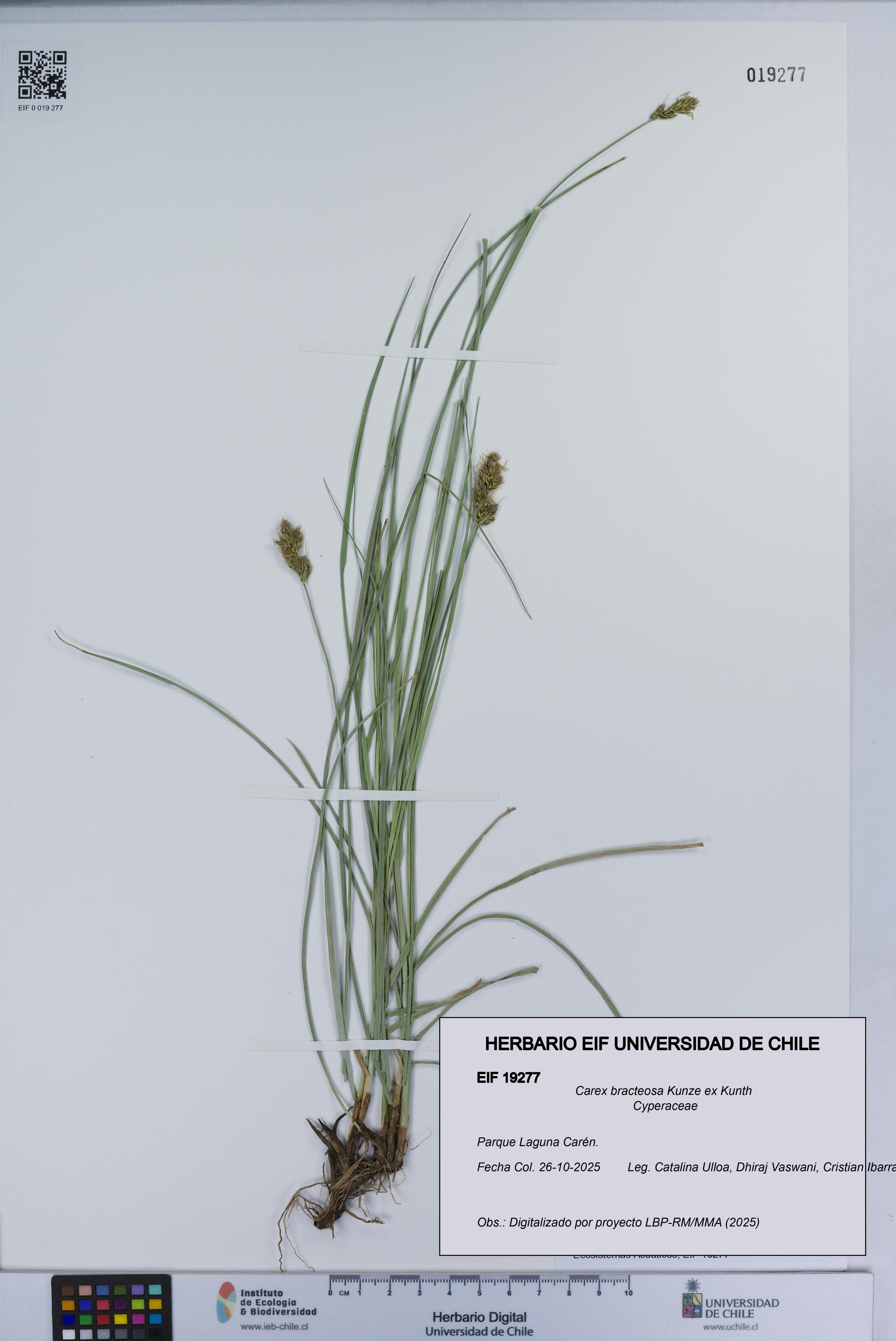 Carex bracteosa [Espécimen: UCH:EIF:0019277]
